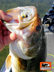 Banks Lake Largemouth