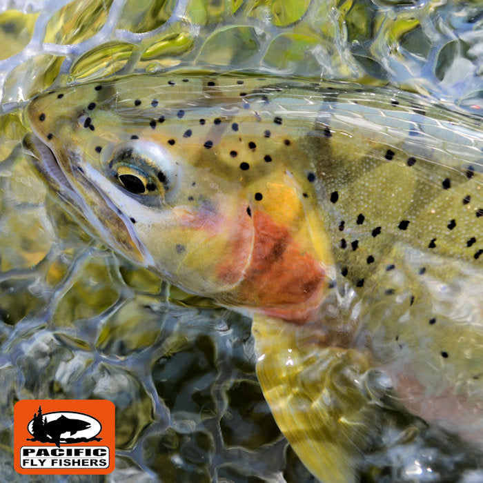 St. Joe River Idaho Cutthroat - Fly Fishing