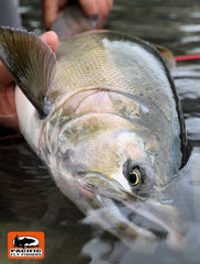 BC Silver Salmon