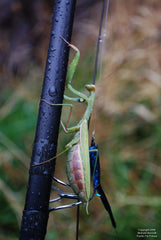 Praying Mantis