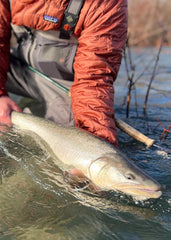 Giant Bull Trout
