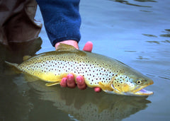 Fly Fishing in Washington State - Report for April 2019