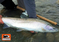 Bright Hoh River Buck