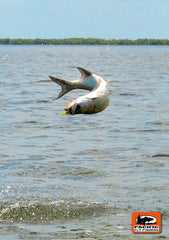 Leaping Baby Tarpon - Campeche, Mexico