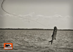 Hooked Up Baby Tarpon