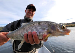 Missouri River Whitefish