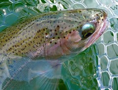 This Pass Lake rainbow ate a brown mohair leech I call the "Baby Ruth".  The fish were scattered around the lake but seemed to be in the 20-foot deep areas most of the day.