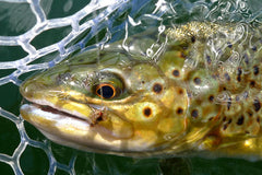 Pass Lake Brown Trout - Fly Fishing Washington State