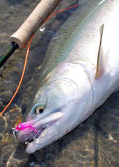 Skagit River Pink Salmon Fly Fishing