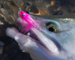 Pink Salmon Close-Up