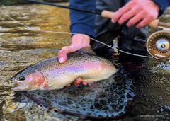 Yakima River Rainbow - Jordan Rae Photo