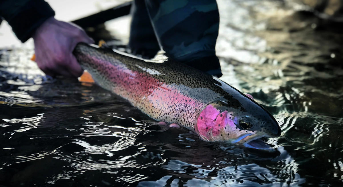Flawless Winter Rainbow Trout