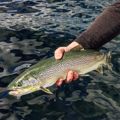 Puget Sound Coastal Cutthroat Trout