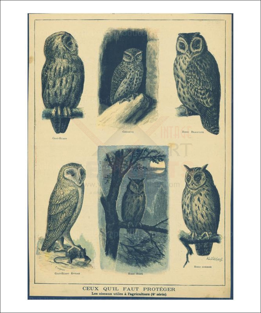 vintage owl art prints