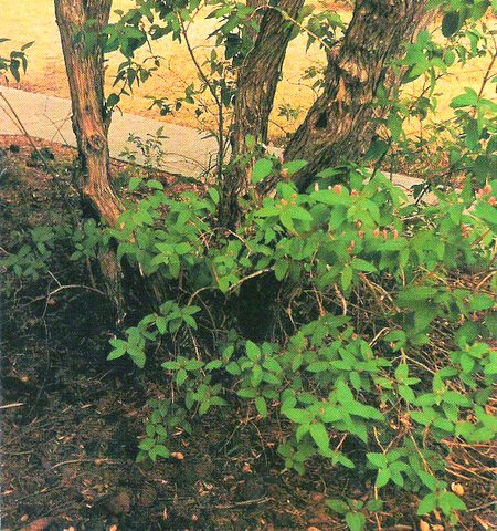 honeysuckle tree in the wild