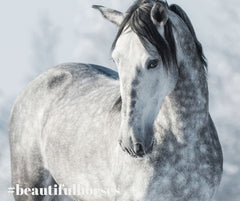 Riding boots that match the majesty of the world’s most beautiful horses