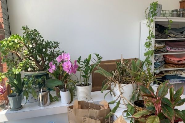 Plants and Yoga Props