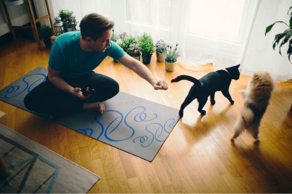 Yoga with Cats