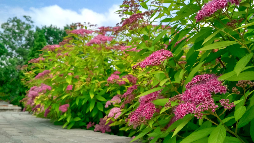 Image of Pink Sensation Ninebark shrub