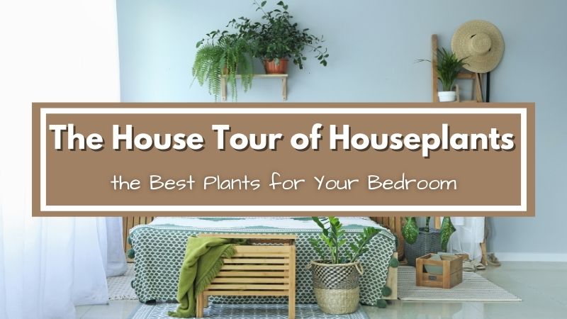 The House Tour Of Houseplants: Bedroom Plants | Garden Goods Direct