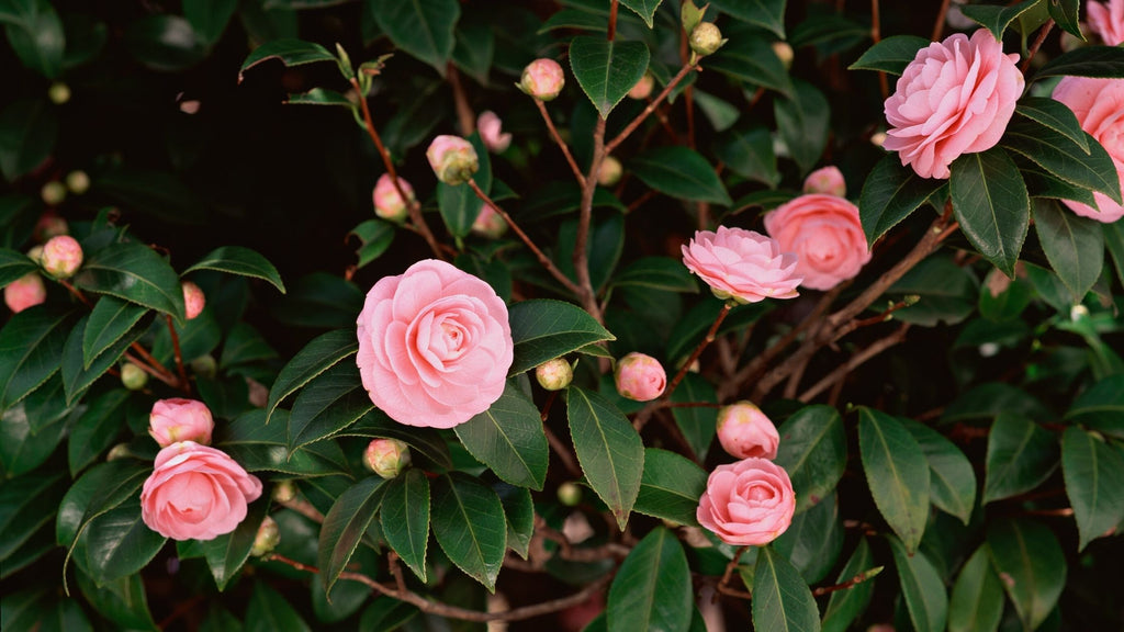 How To Grow Camellias | Garden Goods Direct