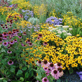 Buy Perennial Plants For Sale Online Garden Goods Direct