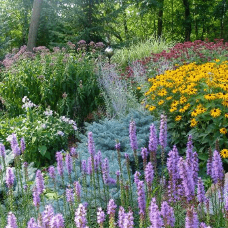 Buy Long Blooming Perennials for Sale Online | Garden Goods Direct