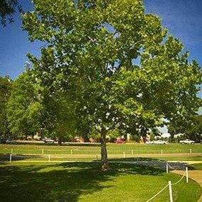 landscape trees for sale