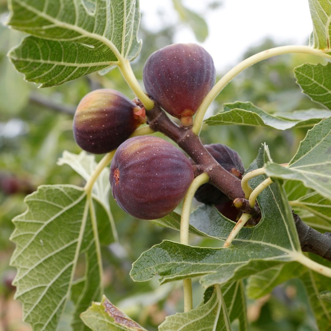 Fig Trees for Sale Fruit Trees Garden Goods Direct