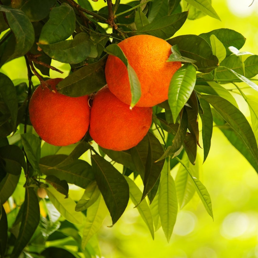 Orange Trees for Sale Citrus Trees Garden Goods Direct