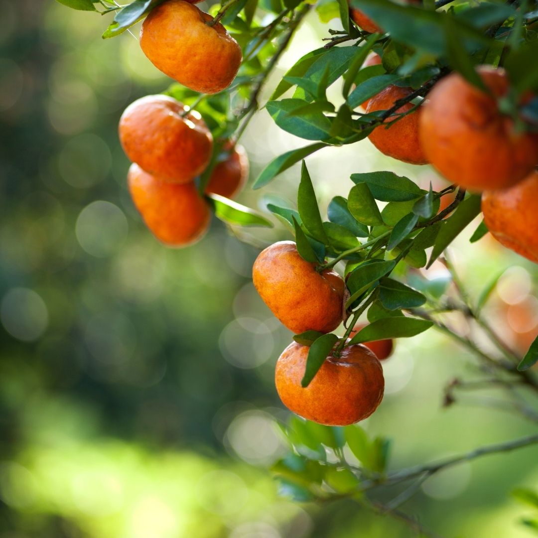 seedless tangerine tree