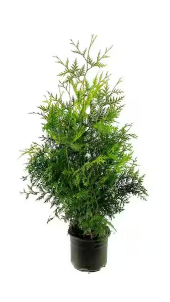 young 3-4 ft tall thuja green giant tree in nursery pot