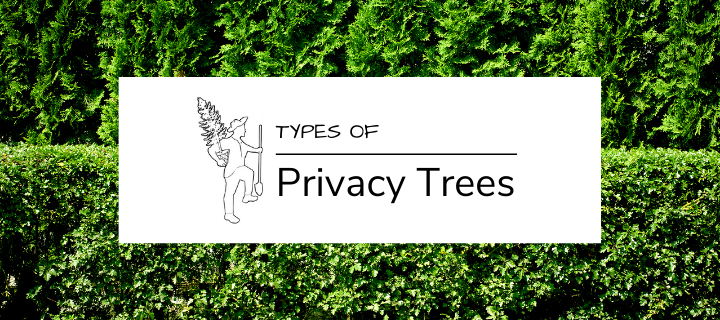 Types of Privacy Trees for Sale Online