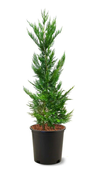 4-5 ft tall leyland cypress in black nursery pot