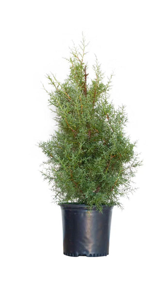 3-4 ft tall Carolina Sapphire Cypress in black nursery pot