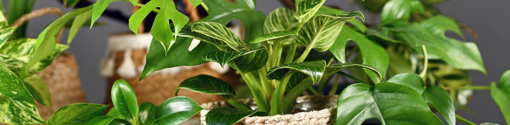 Using Houseplants to Create an Indoor Landscape | Garden Goods Direct