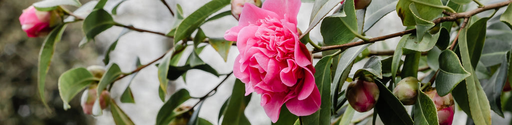 pink camellia sasanqua