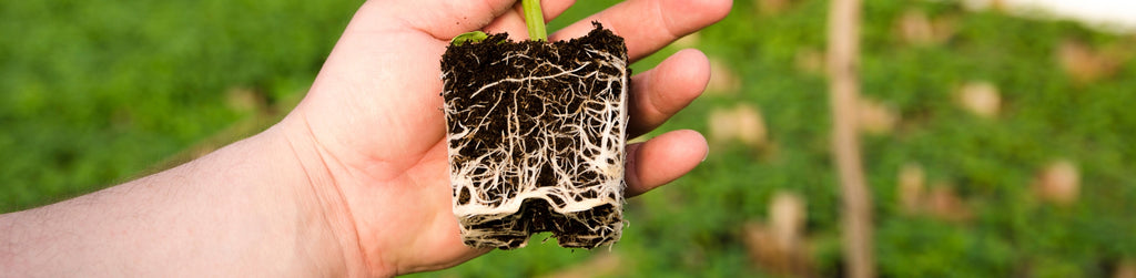 person holding immature plant showcasing the young root system