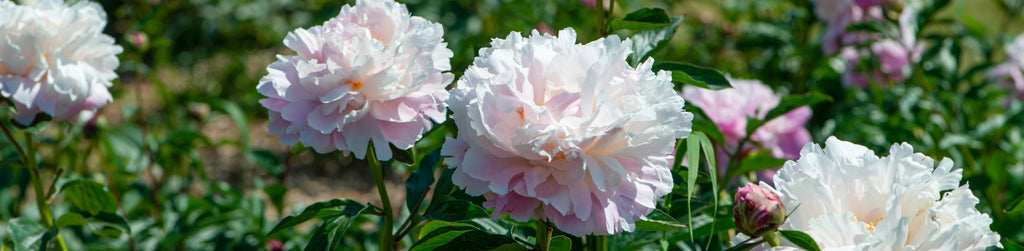 pale pink sarah bernhardt peonies growing in spring