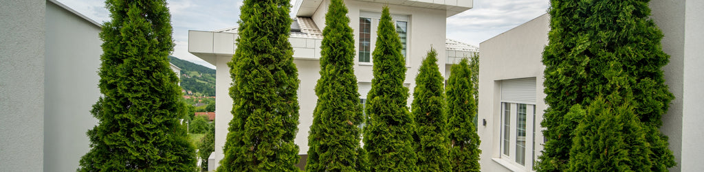 emerald green arborvitaes planted in a row as a privacy hedge in front of a large home