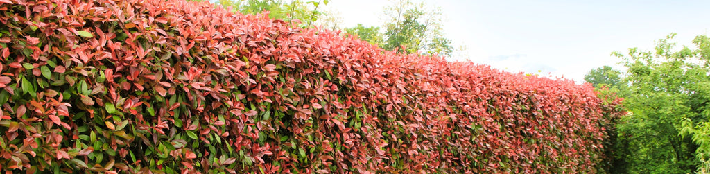 red tip photinia planted in a row and pruned as a mid level privacy hedge