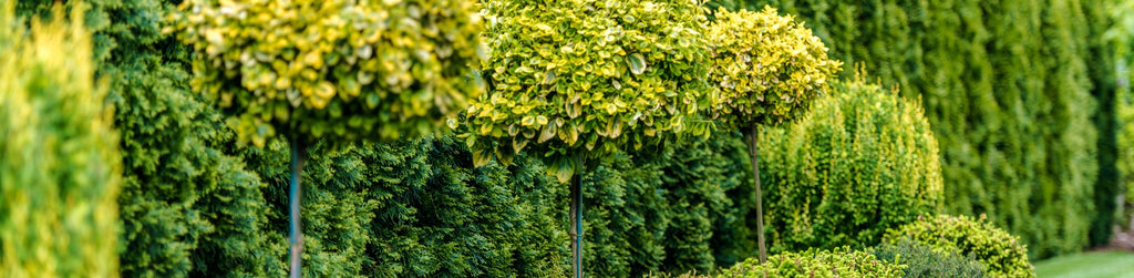 row of uniquely pruned hedges in front of evergreen privacy hedge