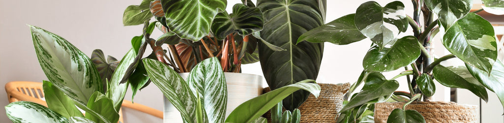 Create an Indoor Plant Oasis | Garden Goods Direct