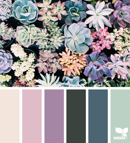 How Succulents Became My Favorite Houseplant | Garden Goods Direct