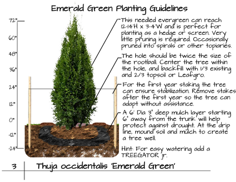 Buy Emerald Green Arborvitae Trees Garden Goods Direct   EmeraldGreenPlantGuide 480x480 