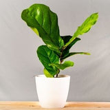 fiddle leaf fig bush in white pot