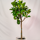 little fiddle fiddle leaf fig