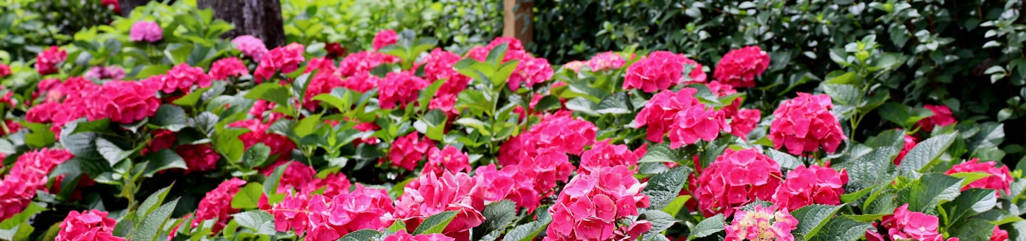 spring and summer flowering shrubs 