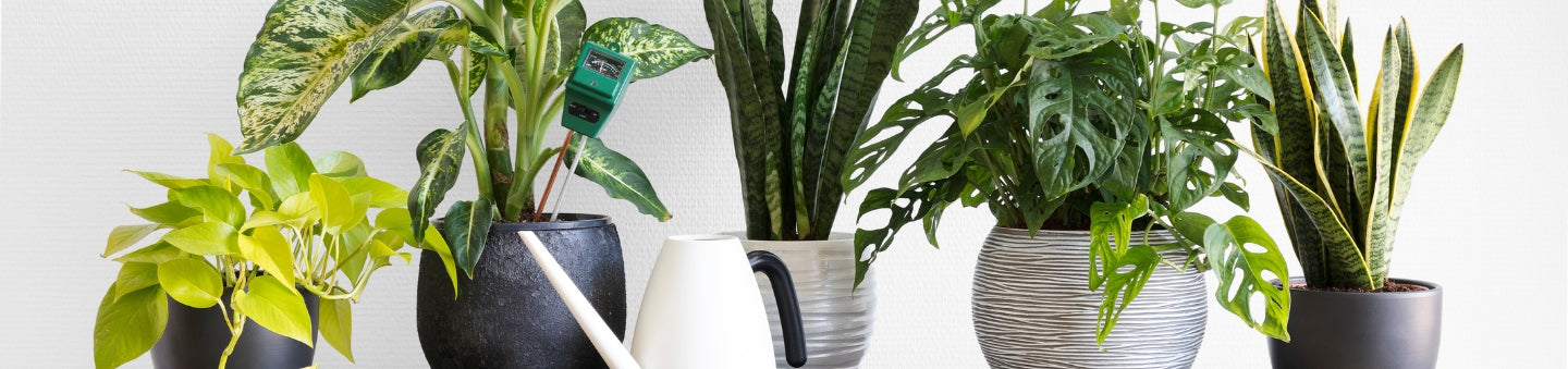 Live Indoor Plants for Sale Online - House Plants | Garden Goods Direct