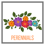 Shop Perennials Online Garden Goods Direct